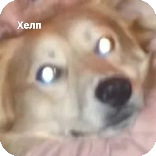 🆘 emoji 🐶 Telegram sticker 16 of 19