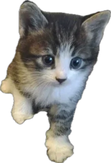 🥺 emoji Яша🐈 by @v_froll Telegram sticker 9 of 38