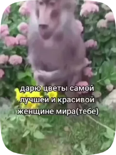 🌟 emoji МяуЛучшая Telegram sticker 22 of 50
