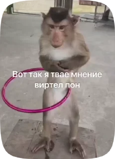 🌟 emoji МяуЛучшая Telegram sticker 14 of 50