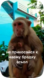 Sticker from МяуЛучшая