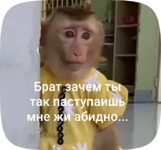 🌟 emoji МяуЛучшая Telegram sticker 5 of 50