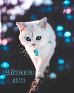 🌙 emoji Доброй ночи Telegram sticker 1 of 43