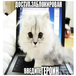 👎 emoji Котики(@Gos_Aye) Telegram sticker 6 of 120
