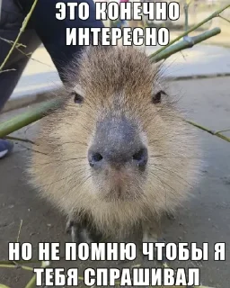 👎 emoji 🧡люблю любить пиздец🥞 @amare_shit Telegram sticker 7 of 51