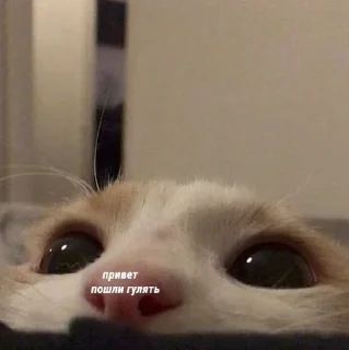 🌟 emoji дьявол одетый в сраку Telegram sticker 18 of 28