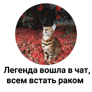 😩 emoji ORION БлятБ @orionbomber Telegram sticker 13 of 40