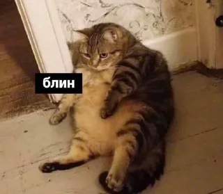😰 emoji мявмявмяяввв Telegram sticker 21 of 91