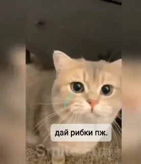 🍱 emoji Коты-птицы-мемы Telegram sticker 10 of 108