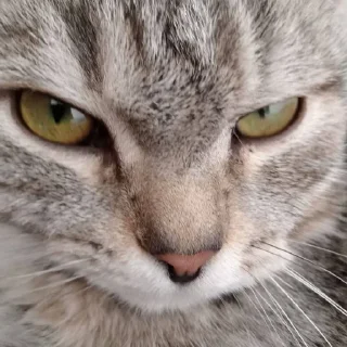 😏 emoji Любимка Telegram sticker 6 of 20