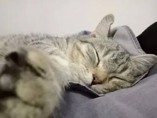 😴 emoji Любимка Telegram sticker 5 of 20