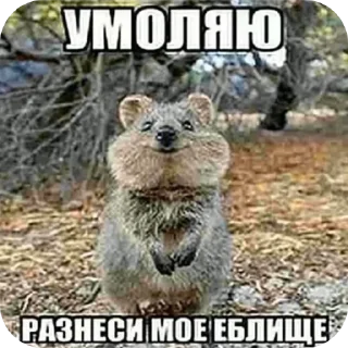 🖼 emoji Мемы Telegram sticker 23 of 96