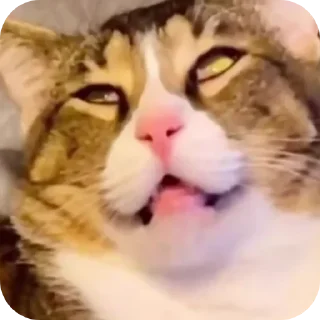 🙄 emoji ДАШАМАШАВОВА Telegram sticker 22 of 119