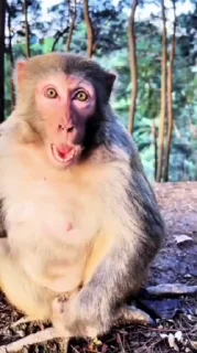 😡 emoji Клан Бананов —> @EternalBanana Telegram sticker 4 of 40