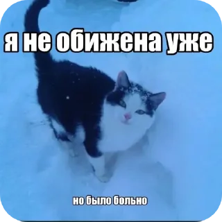 🐱 emoji жизненные надписи Telegram sticker 8 of 41