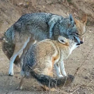 Sticker from NAVARI's rl yotes