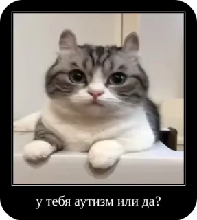🌟 emoji Комару от коконата3 Telegram sticker 12 of 52