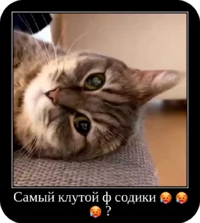 🌟 emoji Комару от коконата3 Telegram sticker 15 of 52