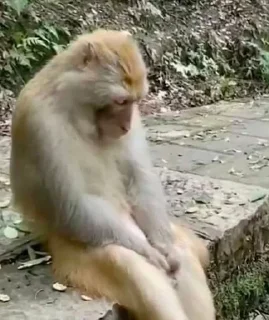 Sticker from Monkey