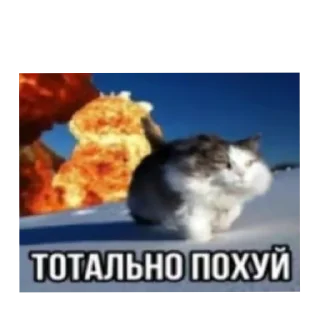 🐱 emoji Classic Block Memes Telegram sticker 19 of 120