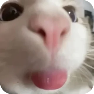 🐱 emoji джізес Telegram sticker 16 of 30