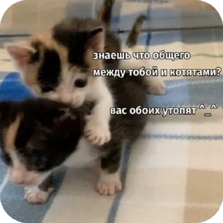 👍 emoji Киски Telegram sticker 22 of 56