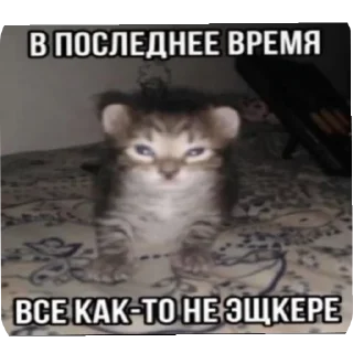🐱 emoji Киски Telegram sticker 13 of 56