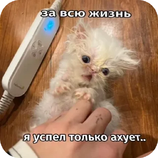 Sticker from Киски