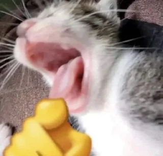 😂 emoji MeMÎKaT Telegram sticker 9 of 77