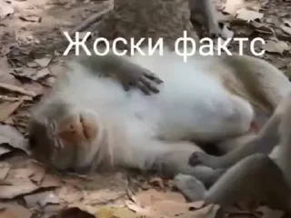 Sticker from АЙСДЕРХУ Monki Пон