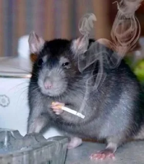 🚬 emoji 🐸🐀 Telegram sticker 9 of 16