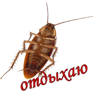 😎 emoji жуки пауки Telegram sticker 14 of 100