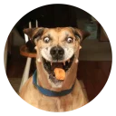 Sticker from Stupid Dogs @StikeryTG
