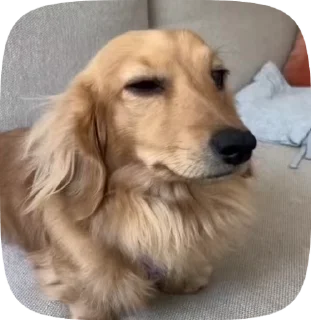 👀 emoji Рандом видео Telegram sticker 22 of 27