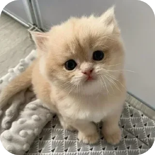 🤩 emoji @STICKRULE <- БОЛЬШЕ Telegram sticker 20 of 53
