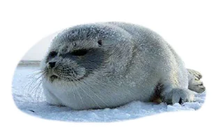 😑 emoji ТюЛень Telegram sticker 22 of 25