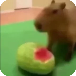 🍉 emoji Capybara228 Telegram sticker 5 of 27
