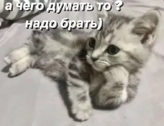 🤔 emoji @saintwb СТИКЕРЫ ДЛЯ АДМИНОВ Telegram sticker 19 of 39
