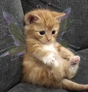 🧚‍♂️ emoji 🐈 Telegram sticker 22 of 66