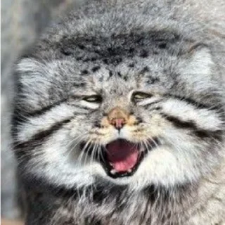 ❤️ emoji Манулы Telegram sticker 9 of 70