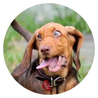 🙃 emoji Stupid Dogs @stickersb2b Telegram sticker 18 of 30