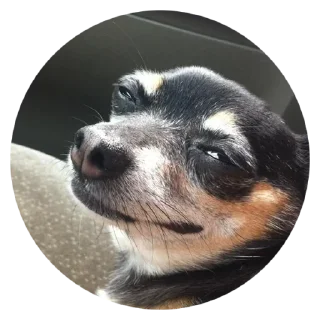 😏 emoji Stupid Dogs @stickersb2b Telegram sticker 8 of 30