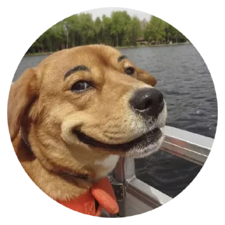 😏 emoji Stupid Dogs @stickersb2b Telegram sticker 10 of 30