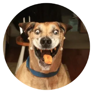 Sticker from Stupid Dogs @stickersb2b