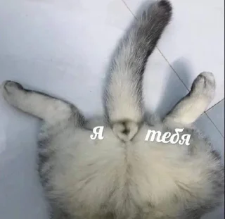 🫀 emoji леля чмо Telegram sticker 17 of 20
