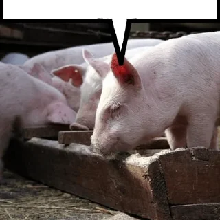 🐷 emoji Cool person Telegram sticker 8 of 12