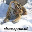 🐯 emoji хуїта @mhumh Telegram sticker 5 of 54