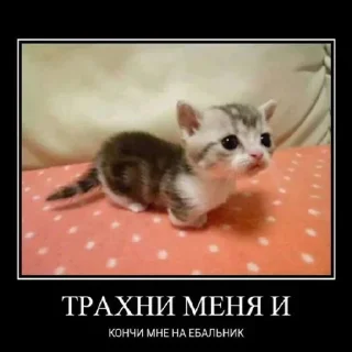 Sticker from пушистые приколы