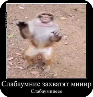 🌟 emoji Сигма манке ёпт Telegram sticker 13 of 120