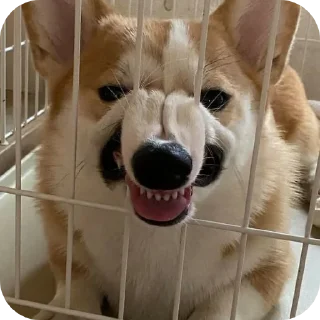 🐶 emoji Пьёсели ( @Izuku_Midoriya15_07 Telegram sticker 19 of 90